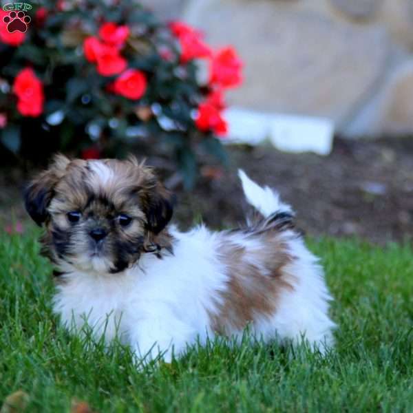 Teddy, Shih Tzu Puppy