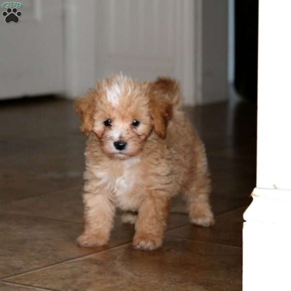 Teddy, Maltipoo Puppy