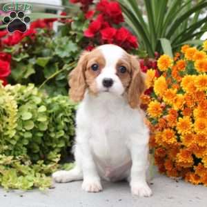 Teddy, Cavalier King Charles Spaniel Puppy