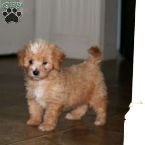 Teddy, Maltipoo Puppy