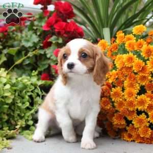 Teddy, Cavalier King Charles Spaniel Puppy