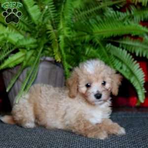 Teddy, Maltipoo Puppy