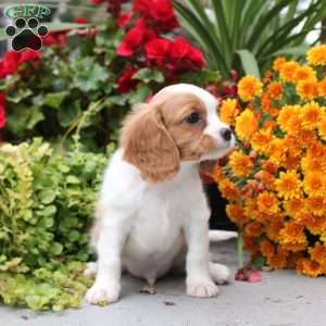 Teddy, Cavalier King Charles Spaniel Puppy