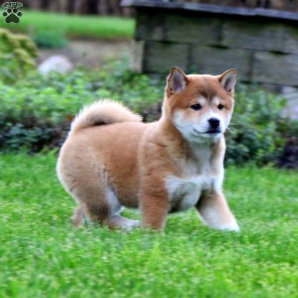 Teresa, Shiba Inu Puppy