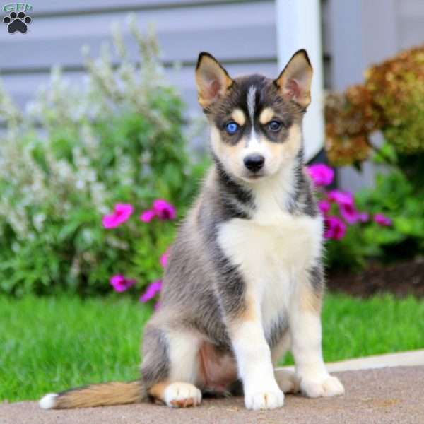 Teresa, Siberian Husky Mix Puppy