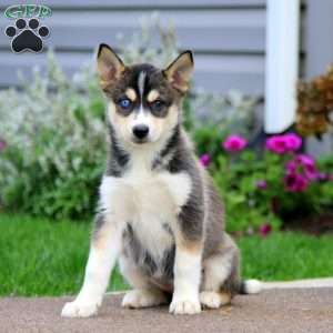 Teresa, Siberian Husky Mix Puppy