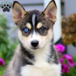 Teresa, Siberian Husky Mix Puppy