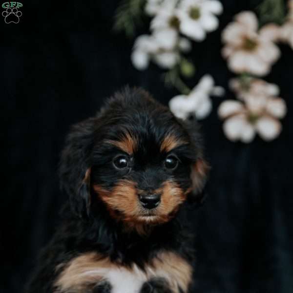 Teresa, Cavapoo Puppy