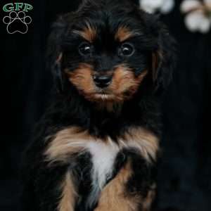 Teresa, Cavapoo Puppy