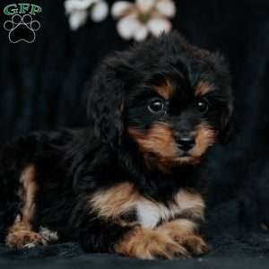 Teresa, Cavapoo Puppy