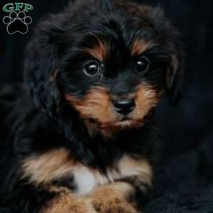 Teresa, Cavapoo Puppy