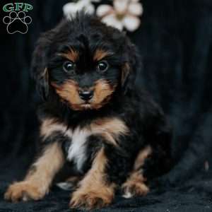 Teresa, Cavapoo Puppy