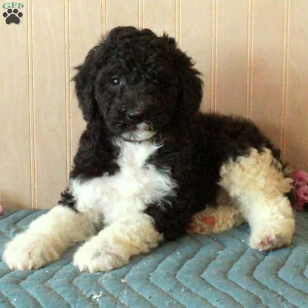 Terri, Standard Poodle Puppy