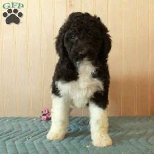 Terri, Standard Poodle Puppy