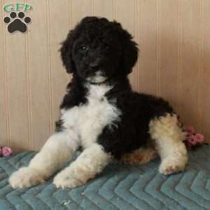 Terri, Standard Poodle Puppy