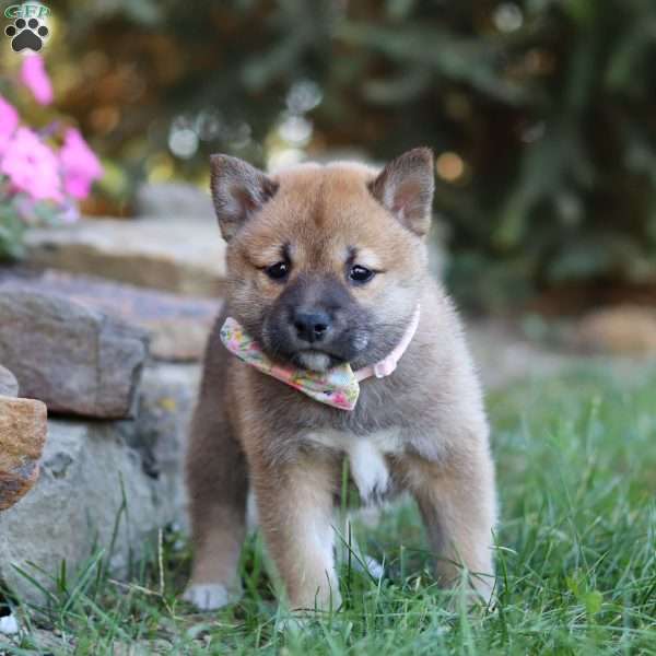 Tessa, Shiba Inu Puppy