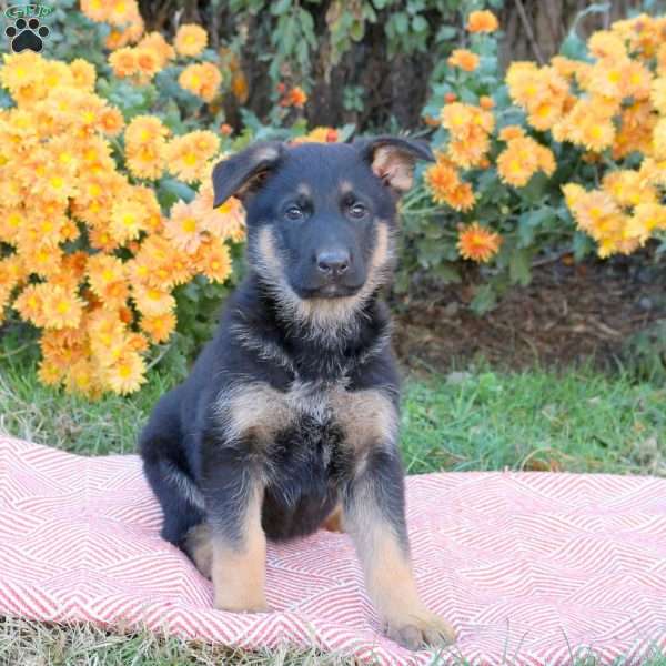 Tessa, German Shepherd Puppy