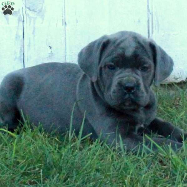 Tessa, Cane Corso Puppy