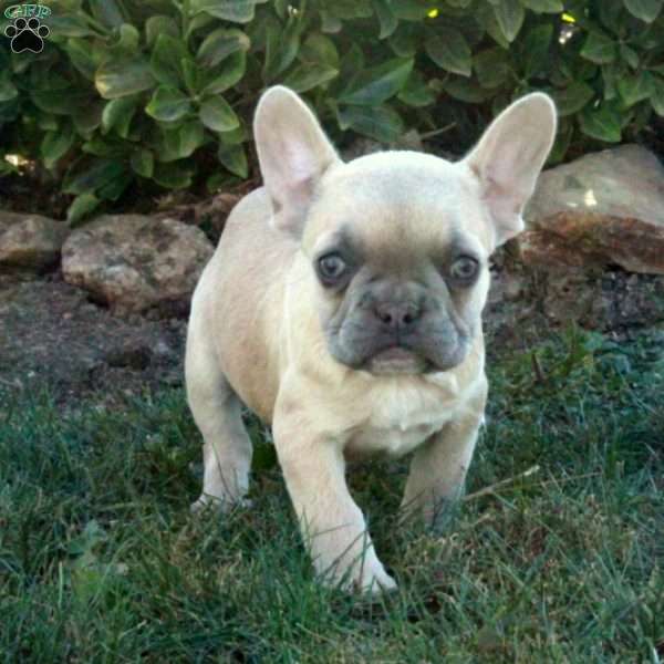 Tessa, French Bulldog Puppy