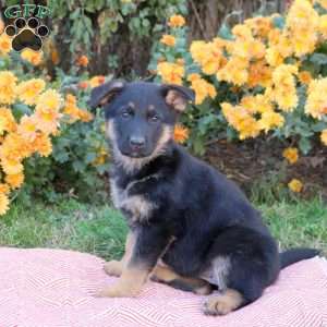 Tessa, German Shepherd Puppy