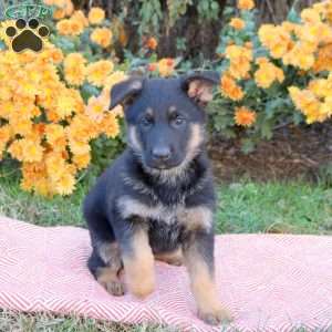 Tessa, German Shepherd Puppy