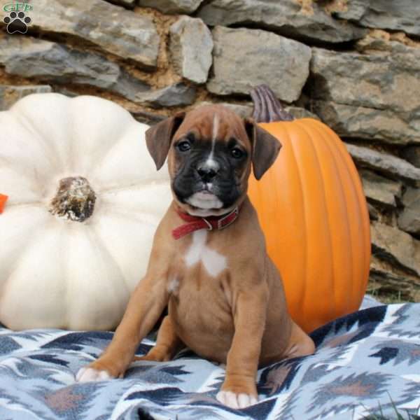 Tessa, Boxer Puppy