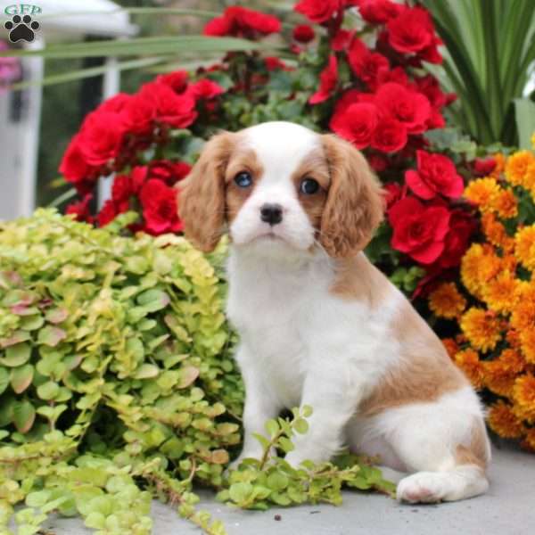 Tessa, Cavalier King Charles Spaniel Puppy