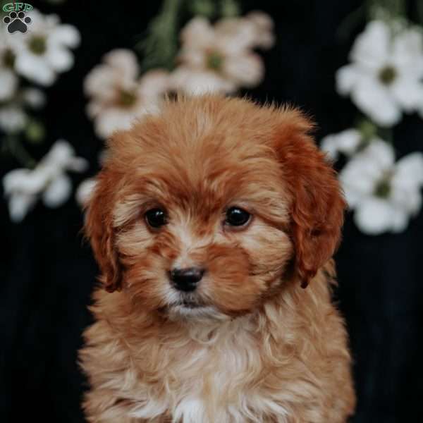 Tessa, Cavapoo Puppy