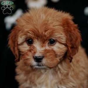 Tessa, Cavapoo Puppy