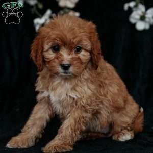 Tessa, Cavapoo Puppy