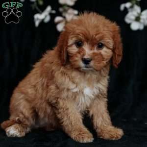 Tessa, Cavapoo Puppy