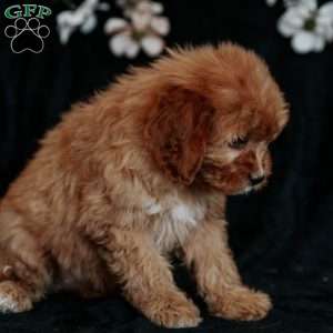 Tessa, Cavapoo Puppy