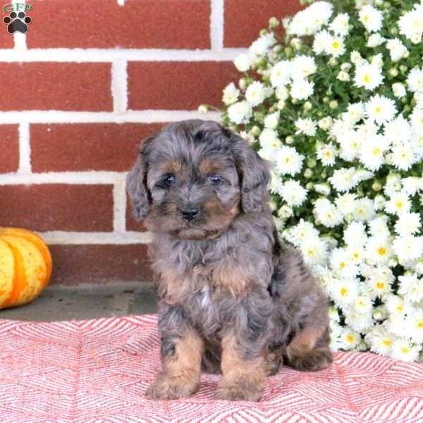 Thatcher, Cavapoo Puppy