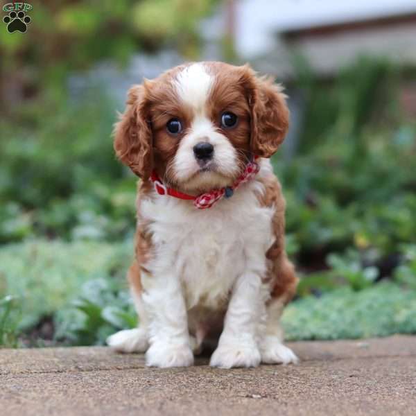 Thatcher, Cavalier King Charles Spaniel Puppy