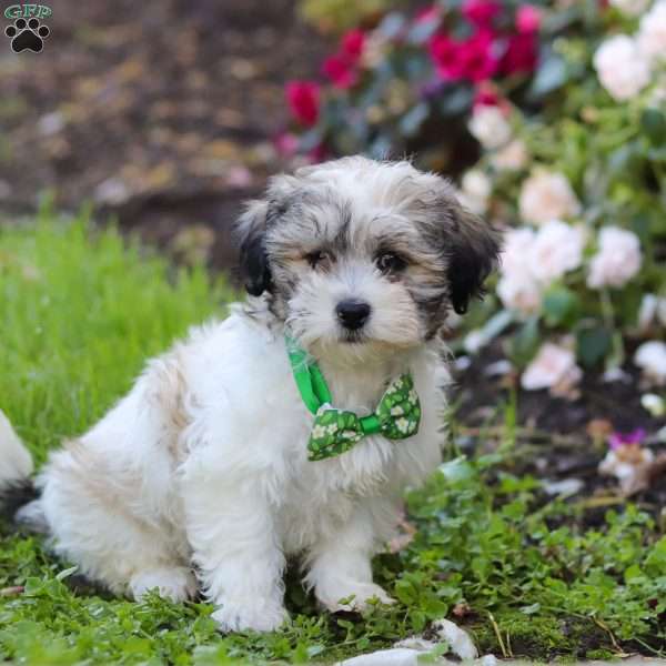 Theo, Teddy Bear Puppy