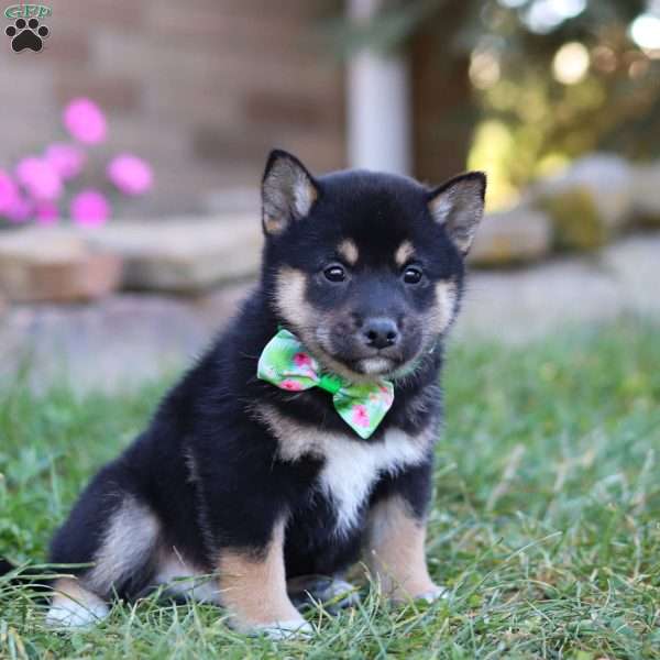 Theo, Shiba Inu Puppy