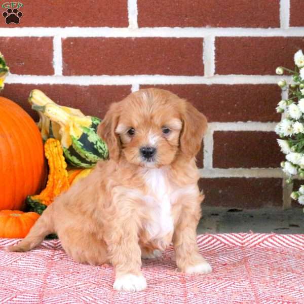 Theo, Cavapoo Puppy