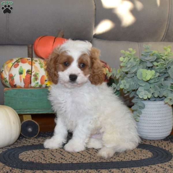 Theo, Cavapoo Puppy