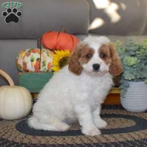 Theo, Cavapoo Puppy