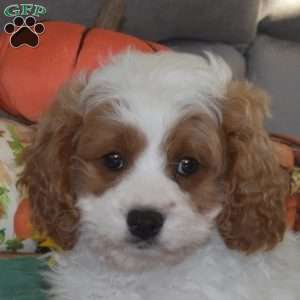 Theo, Cavapoo Puppy