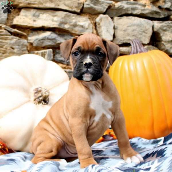 Theo, Boxer Puppy