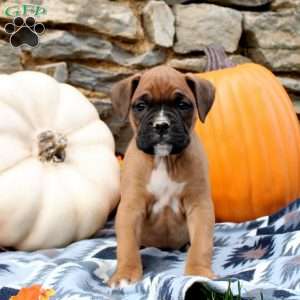 Theo, Boxer Puppy