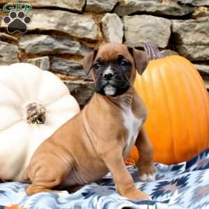 Theo, Boxer Puppy