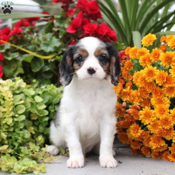 Theodore, Cavalier King Charles Spaniel Puppy