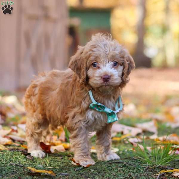 Theodore, Cockapoo Puppy