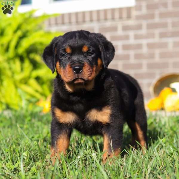 Thomas, Rottweiler Puppy