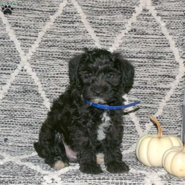 Thomas, Mini Schnoodle Puppy