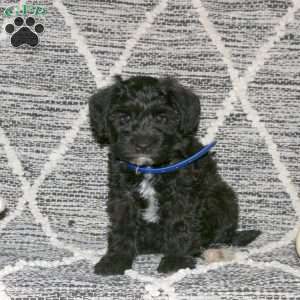 Thomas, Mini Schnoodle Puppy