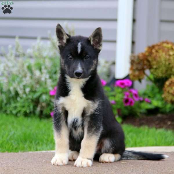 Thomas, Siberian Husky Mix Puppy