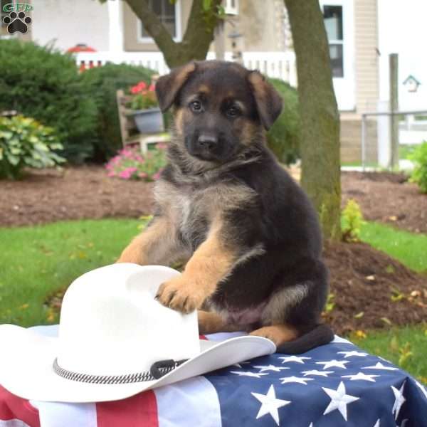 Thor, German Shepherd Puppy